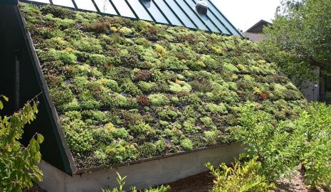 Zelená střecha u terasy